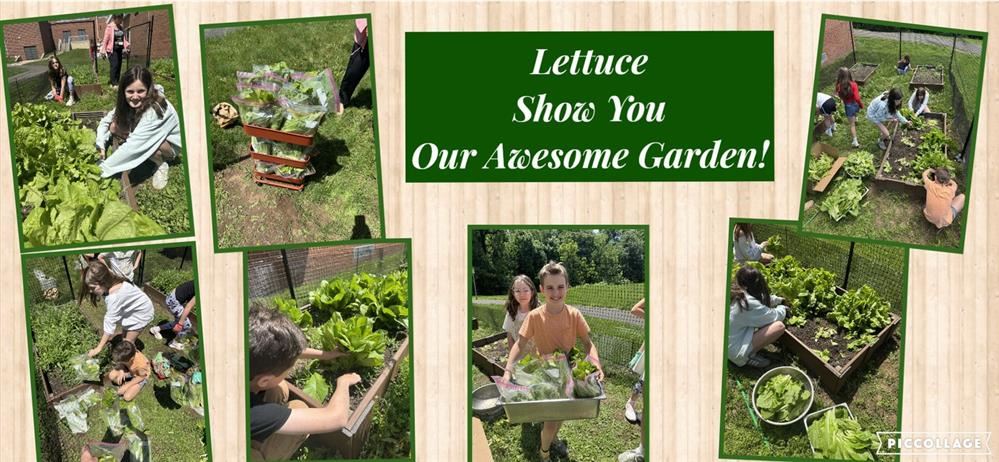  Garden Club Lettuce Picking